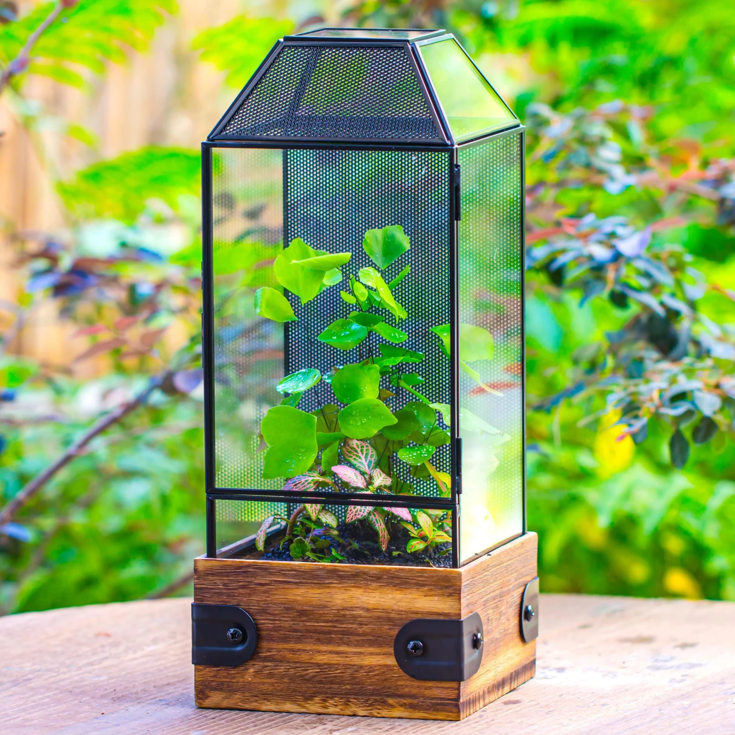 Handmade Glass Terrarium With Wood Base, Geometric Jumping Spider Enclosure, With Mesh Vent, For Plants, Snail, Insects 3 Handmade Glass Terrarium With Wood Base, Geometric Jumping Spider Enclosure, With Mesh Vent, For Plants, Snail, Insects