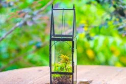 Mini Tall House Shape Jumping Spider Terrarium -Terrarium Plant Hub IMG 1452