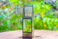 Mini Tall House Shape Jumping Spider Terrarium -Terrarium Plant Hub IMG 1453