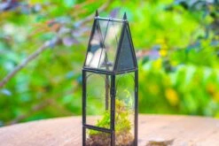 Mini Tall House Shape Jumping Spider Terrarium -Terrarium Plant Hub IMG 1454
