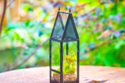 Mini Tall House Shape Jumping Spider Terrarium -Terrarium Plant Hub IMG 1456