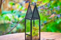 Mini Tall House Shape Jumping Spider Terrarium -Terrarium Plant Hub IMG 1459
