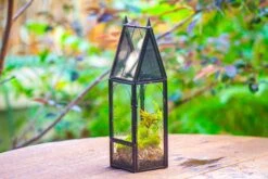 Mini Tall House Shape Jumping Spider Terrarium -Terrarium Plant Hub IMG 1460