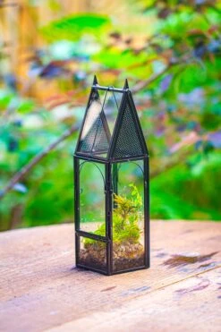 Mini Tall House Shape Jumping Spider Terrarium -Terrarium Plant Hub IMG 1461