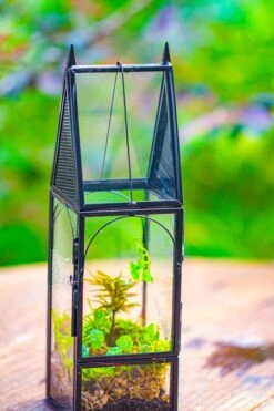 Mini Tall House Shape Jumping Spider Terrarium -Terrarium Plant Hub IMG 1462