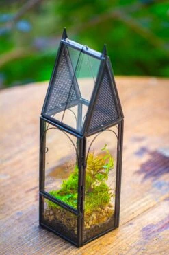 Mini Tall House Shape Jumping Spider Terrarium -Terrarium Plant Hub IMG 1466