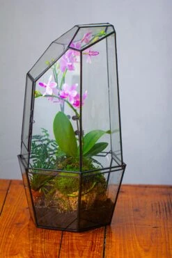 Large 2-Part 18.9" Tall Close Glass Terrarium For Orchid, Fern, Moss, Watertight -Terrarium Plant Hub IMG 1489