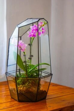 Large 2-Part 18.9" Tall Close Glass Terrarium For Orchid, Fern, Moss, Watertight -Terrarium Plant Hub IMG 1490