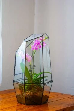 Large 2-Part 18.9" Tall Close Glass Terrarium For Orchid, Fern, Moss, Watertight -Terrarium Plant Hub IMG 1493