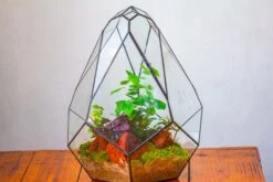 16" Large Teardrop Geometric Terrarium, Close -Terrarium Plant Hub IMG 1502
