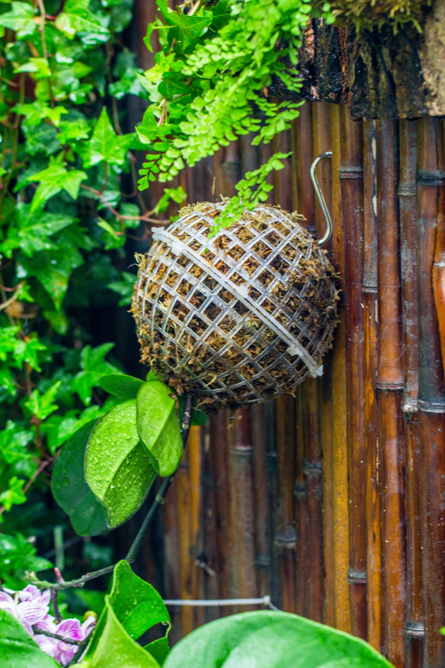 Dried Moss, 24L For DIY, Terrarium Building, Microlandscape, Orchid, Fern, Vertical Gardening 22 Dried Moss, 24L For DIY, Terrarium Building, Microlandscape, Orchid, Fern, Vertical Gardening - Image 20