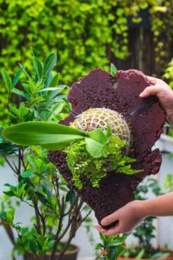 Environment Friendly Detachable Plastic Ball For Easy Moss Ball, Hanging Planters, Wall Mounted Planting Idea, Suitable For Orchid, Staghorn Fern 30 Sets -Terrarium Plant Hub IMG 1529