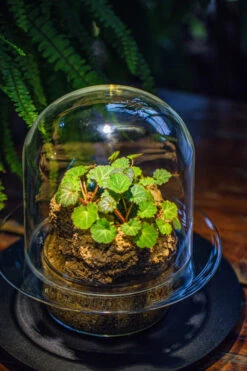 Natural Limestone Rock For Moss, Bonsai, Hydroponic Planting, 500-700G -Terrarium Plant Hub IMG 1585 0654866b 0e1c 44b5 b2ed f5d2d3941575