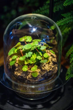 Natural Limestone Rock For Moss, Bonsai, Hydroponic Planting, 500-700G -Terrarium Plant Hub IMG 1586