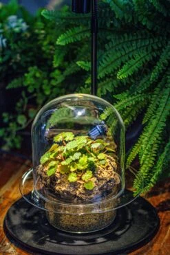 Natural Limestone Rock For Moss, Bonsai, Hydroponic Planting, 500-700G -Terrarium Plant Hub IMG 1588 793c1813 ebb6 49b9 9467 1d01b813c0cc