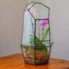 Large 2-Part 18.9" Tall Close Glass Terrarium For Orchid, Fern, Moss, Watertight -Terrarium Plant Hub IMG 1596