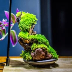 20x30cm Multiple Pieces Live Dry Leucobryum Moss, Cushion Moss Will Regreen, For Terrarium, Micro Landscape -Terrarium Plant Hub IMG 1597 3eb72cfe 934a 4f9e a5d4 69ca8b742cf1