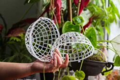 Environment Friendly Detachable Plastic Ball For Easy Moss Ball, Hanging Planters, Wall Mounted Planting Idea, Suitable For Orchid, Staghorn Fern 30 Sets -Terrarium Plant Hub IMG 1630