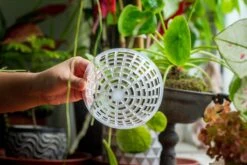 Environment Friendly Detachable Plastic Ball For Easy Moss Ball, Hanging Planters, Wall Mounted Planting Idea, Suitable For Orchid, Staghorn Fern 30 Sets -Terrarium Plant Hub IMG 1631