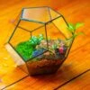 Handmade Silver Black Various Size Pentagon Glass Geometric Terrarium For Succulents Airplants Cacti -Terrarium Plant Hub IMG 1800 1 00d72a36 d59a 408f b6bc 4c020044378c