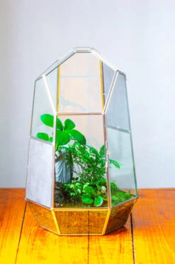 16.1" Large Irregular Geometric Glass Terrarium, Close, Vented Silver, For Tropical Plants, And Large Insects -Terrarium Plant Hub IMG 1851 bacc71f1 3da1 4433 951e cf17e55f02d9