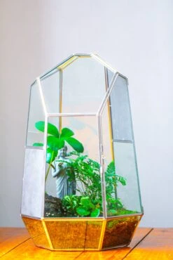 16.1" Large Irregular Geometric Glass Terrarium, Close, Vented Silver, For Tropical Plants, And Large Insects -Terrarium Plant Hub IMG 1852 f5bf1f64 731f 4b30 a004 893454c280ac