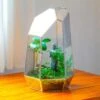 16.1" Large Irregular Geometric Glass Terrarium, Close, Vented Silver, For Tropical Plants, And Large Insects -Terrarium Plant Hub IMG 1853 1