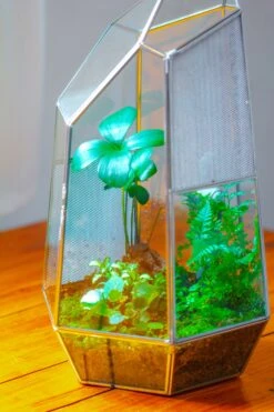 16.1" Large Irregular Geometric Glass Terrarium, Close, Vented Silver, For Tropical Plants, And Large Insects -Terrarium Plant Hub IMG 1861 df73d175 fa98 426b 9fbc 4576c6f71d43