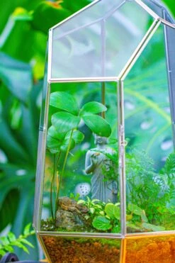 16.1" Large Irregular Geometric Glass Terrarium, Close, Vented Silver, For Tropical Plants, And Large Insects -Terrarium Plant Hub IMG 1875 1be5f914 e29a 4b70 a630 05c653f5ed79