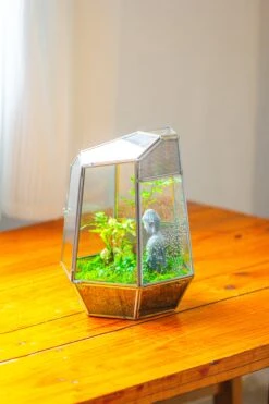 Silver 9.8" Irregular Geometric Glass Terrarium, Close, Well Vented, For Tropical Plants, And Insects -Terrarium Plant Hub IMG 1902