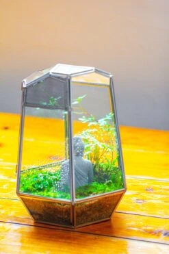 Silver 9.8" Irregular Geometric Glass Terrarium, Close, Well Vented, For Tropical Plants, And Insects -Terrarium Plant Hub IMG 1905
