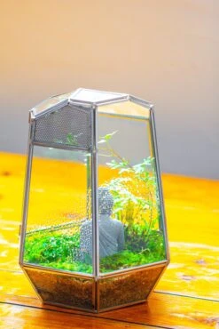 Silver 9.8" Irregular Geometric Glass Terrarium, Close, Well Vented, For Tropical Plants, And Insects -Terrarium Plant Hub IMG 1906