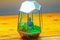 Silver 9.8" Irregular Geometric Glass Terrarium, Close, Well Vented, For Tropical Plants, And Insects -Terrarium Plant Hub IMG 1918 3d306901 5289 43b6 9e8c b5f872f0ef0b