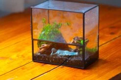 Handmade 7x7 Inches Watertight Glass Terrarium With Door, For Moss 23 Handmade 7x7 Inches Watertight Glass Terrarium With Door, For Moss -Terrarium Plant Hub IMG 1944
