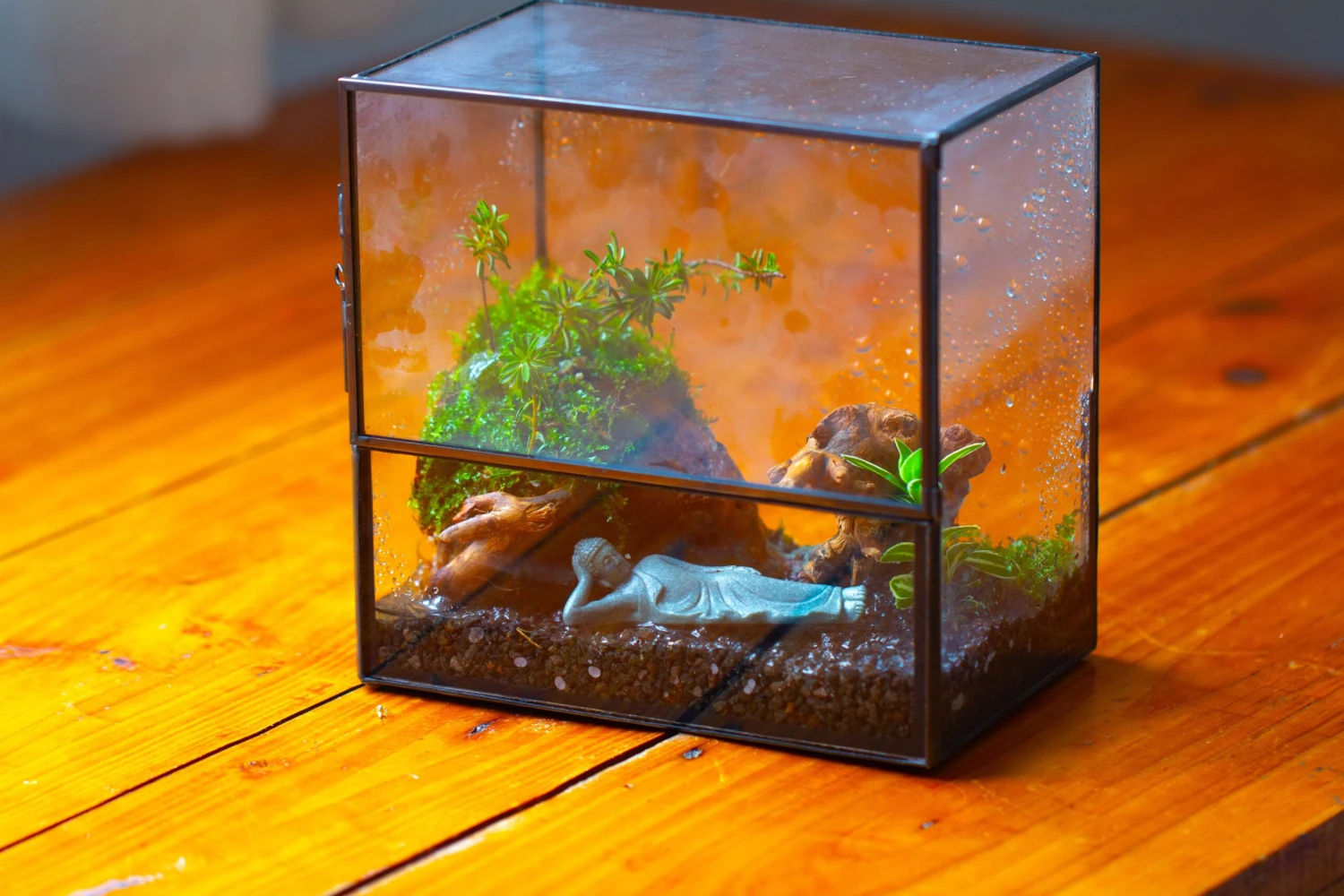 Handmade 7x7 Inches Watertight Glass Terrarium With Door, For Moss 5 Handmade 7x7 Inches Watertight Glass Terrarium With Door, For Moss - Image 3