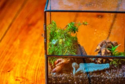 Handmade 7x7 Inches Watertight Glass Terrarium With Door, For Moss 26 Handmade 7x7 Inches Watertight Glass Terrarium With Door, For Moss -Terrarium Plant Hub IMG 1947