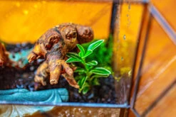 Handmade 7x7 Inches Watertight Glass Terrarium With Door, For Moss 27 Handmade 7x7 Inches Watertight Glass Terrarium With Door, For Moss -Terrarium Plant Hub IMG 1948