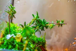 Handmade 7x7 Inches Watertight Glass Terrarium With Door, For Moss 28 Handmade 7x7 Inches Watertight Glass Terrarium With Door, For Moss -Terrarium Plant Hub IMG 1949