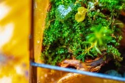 Handmade 7x7 Inches Watertight Glass Terrarium With Door, For Moss 29 Handmade 7x7 Inches Watertight Glass Terrarium With Door, For Moss -Terrarium Plant Hub IMG 1950