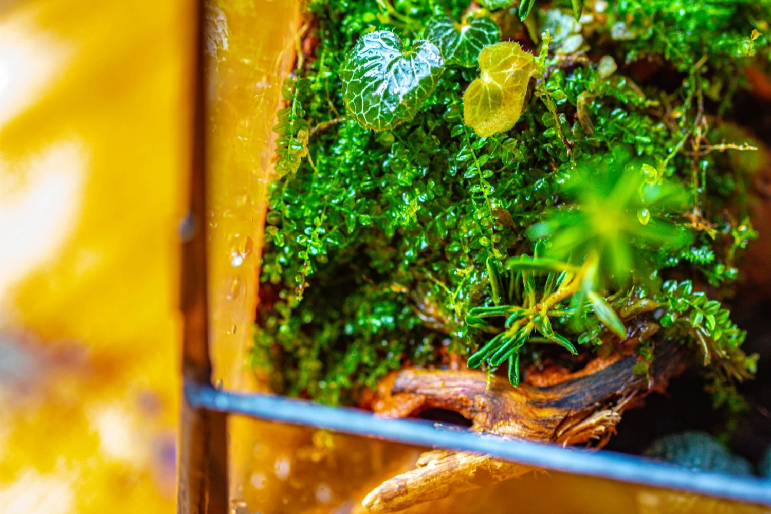 Handmade 7x7 Inches Watertight Glass Terrarium With Door, For Moss 11 Handmade 7x7 Inches Watertight Glass Terrarium With Door, For Moss - Image 9