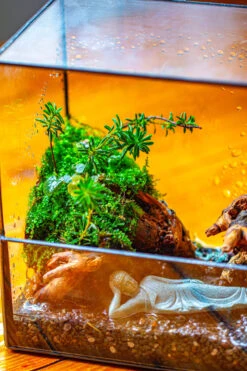 Handmade 7x7 Inches Watertight Glass Terrarium With Door, For Moss 30 Handmade 7x7 Inches Watertight Glass Terrarium With Door, For Moss -Terrarium Plant Hub IMG 1951