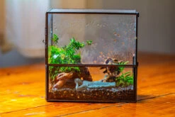 Handmade 7x7 Inches Watertight Glass Terrarium With Door, For Moss 31 Handmade 7x7 Inches Watertight Glass Terrarium With Door, For Moss -Terrarium Plant Hub IMG 1952