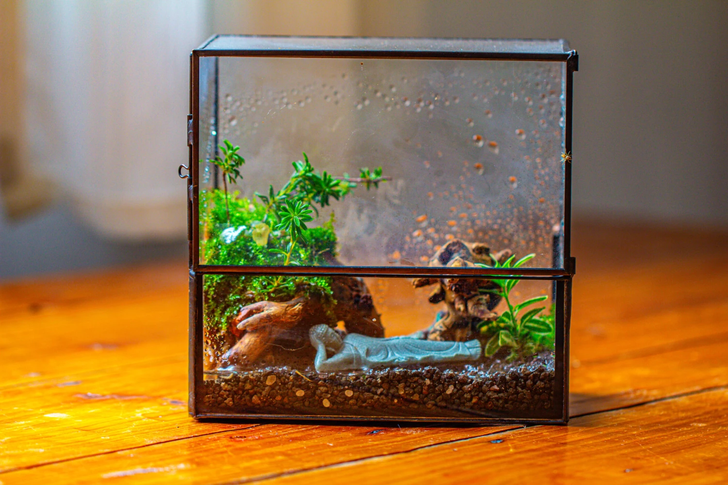 Handmade 7x7 Inches Watertight Glass Terrarium With Door, For Moss 13 Handmade 7x7 Inches Watertight Glass Terrarium With Door, For Moss - Image 11