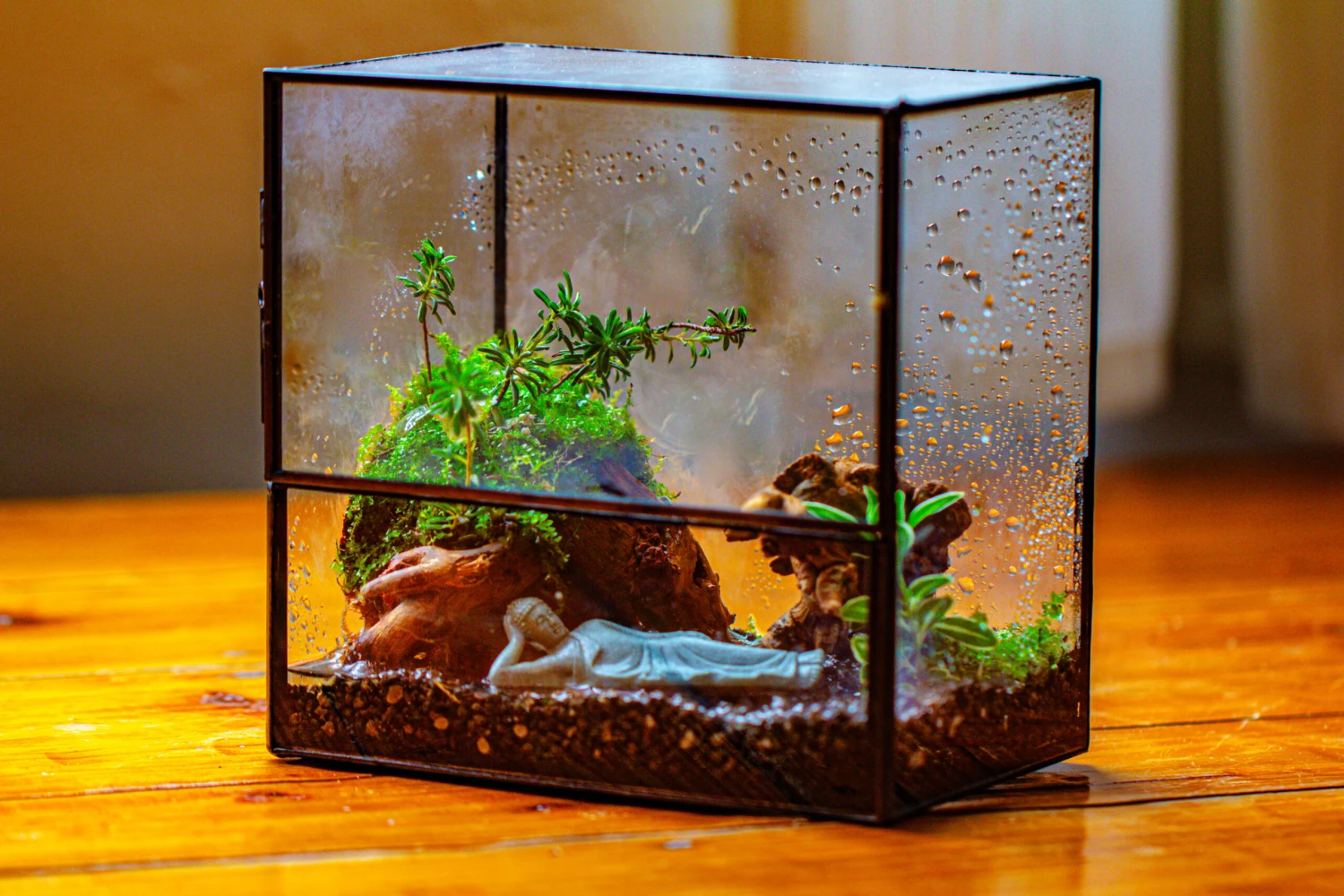 Handmade 7x7 Inches Watertight Glass Terrarium With Door, For Moss 14 Handmade 7x7 Inches Watertight Glass Terrarium With Door, For Moss - Image 12