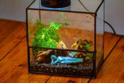Handmade 7x7 Inches Watertight Glass Terrarium With Door, For Moss 33 Handmade 7x7 Inches Watertight Glass Terrarium With Door, For Moss -Terrarium Plant Hub IMG 1954