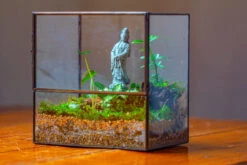 7x7 Inches Glass Terrarium With Side Door, For Moss -Terrarium Plant Hub IMG 1957