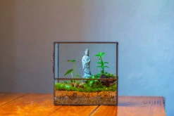 7x7 Inches Glass Terrarium With Side Door, For Moss -Terrarium Plant Hub IMG 1958