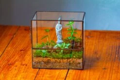 7x7 Inches Glass Terrarium With Side Door, For Moss -Terrarium Plant Hub IMG 1959