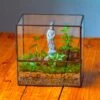7x7 Inches Glass Terrarium With Side Door, For Moss -Terrarium Plant Hub IMG 1959 1