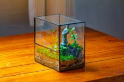 7x7 Inches Glass Terrarium With Side Door, For Moss -Terrarium Plant Hub IMG 1960